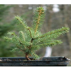 nasiona Świerk Schrenka Picea szt5 Fore74