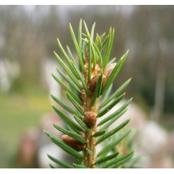 nasiona Świerk Schrenka Picea szt5 Fore74