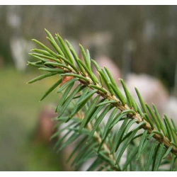 nasiona Świerk Schrenka Picea szt5 Fore74