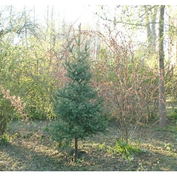 nasiona Świerk Schrenka Picea szt5 Fore74