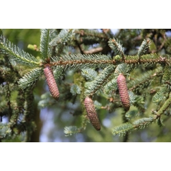 nasiona Świerk serbski Picea szt5 Fore69