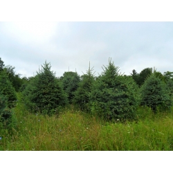 nasiona Świerk serbski Picea szt5 Fore69
