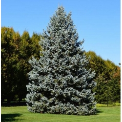 nasiona Świerk serbski Picea szt5 Fore69