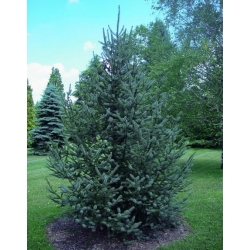 nasiona Świerk serbski Picea szt5 Fore69