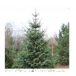 nasiona Świerk sitkajski Picea szt5 Fore75