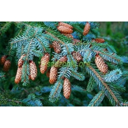 nasiona Świerk sitkajski Picea szt5 Fore75