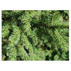 nasiona Świerk Wilsona Picea szt5 Fore77