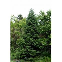 nasiona Świerk Wilsona Picea szt5 Fore77