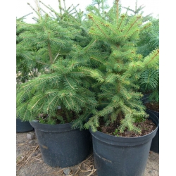 nasiona Świerk Wilsona Picea szt5 Fore77