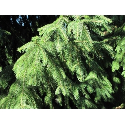 nasiona Świerk Wilsona Picea szt5 Fore77