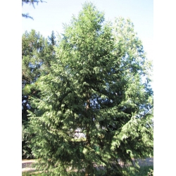 nasiona Świerk Wilsona Picea szt5 Fore77