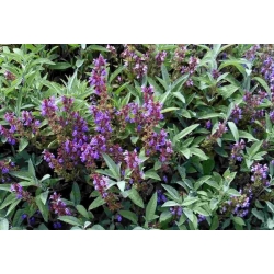 nasiona Szałwia Salvia szt5 Fore150