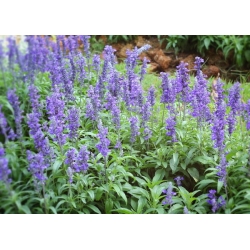 nasiona Szałwia Salvia szt5 Fore150