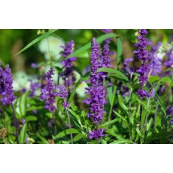 nasiona Szałwia Salvia szt5 Fore150