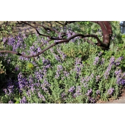 nasiona Szałwia Salvia szt5 Fore150