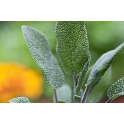 nasiona Szałwia Salvia szt5 Fore150