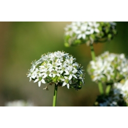 nasiona Szczypiorek czosnkowy Allium szt5 Fore124