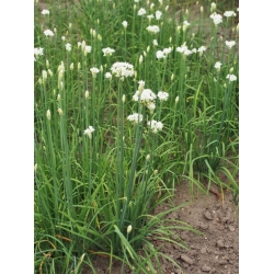 nasiona Szczypiorek czosnkowy Allium szt5 Fore124