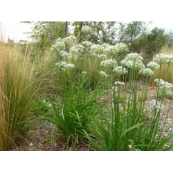 nasiona Szczypiorek czosnkowy Allium szt5 Fore124