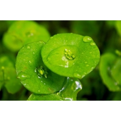 nasiona Szpinak kubański Claytonia perfoliata szt5 Fore136