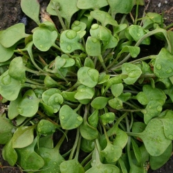 nasiona Szpinak kubański Claytonia perfoliata szt5 Fore136