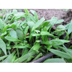 nasiona Szpinak kubański Claytonia perfoliata szt5 Fore136