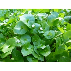 nasiona Szpinak kubański Claytonia perfoliata szt5 Fore136