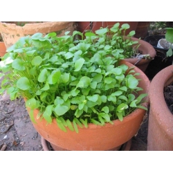 nasiona Szpinak kubański Claytonia perfoliata szt5 Fore136