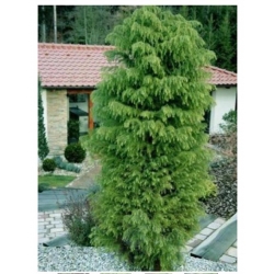 nasiona Szydlica japońska Cryptomeria szt5 Fore46