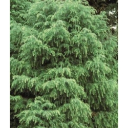 nasiona Szydlica japońska Cryptomeria szt5 Fore46