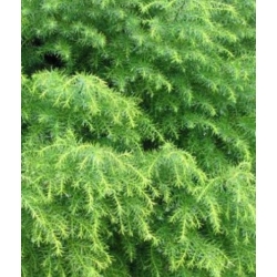 nasiona Szydlica japońska Cryptomeria szt5 Fore46