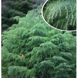 nasiona Szydlica japońska Cryptomeria szt5 Fore46
