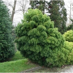 nasiona Szydlica japońska Cryptomeria szt5 Fore46