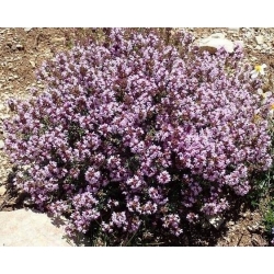 nasiona Tymianek Thymus szt5 Fore152