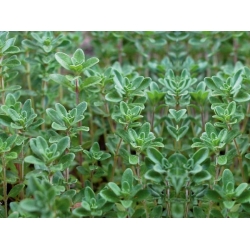 nasiona Tymianek Thymus szt5 Fore152