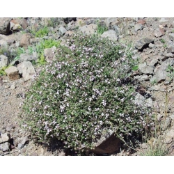 nasiona Tymianek Thymus szt5 Fore152