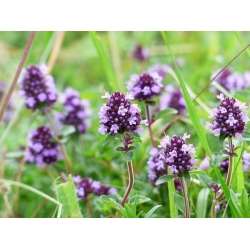 nasiona Tymianek Thymus szt5 Fore152