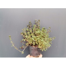 nasiona Tymianek Thymus szt5 Fore152