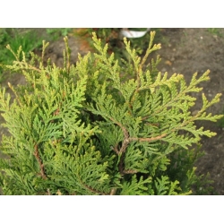 nasiona Żywotnik olbrzymi Thuja szt5 Fore118