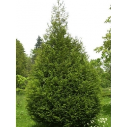 nasiona Żywotnik olbrzymi Thuja szt5 Fore118