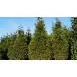 nasiona Żywotnik olbrzymi Thuja szt5 Fore118