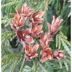 nasiona Żywotnik olbrzymi Thuja szt5 Fore118