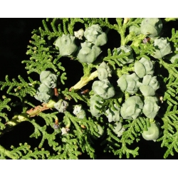 nasiona Żywotnik wschodni Thuja szt5 Fore12