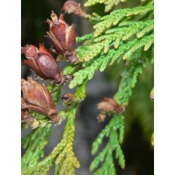 nasiona Żywotnik wschodni Thuja szt5 Fore12