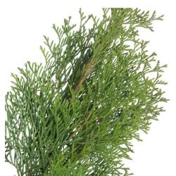 nasiona Żywotnik zachodni Thuja szt5 Fore11