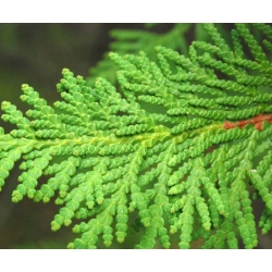 nasiona Żywotnik zachodni Thuja szt5 Fore11