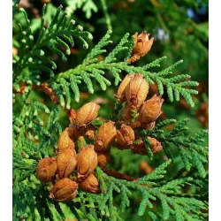 nasiona Żywotnik zachodni Thuja szt5 Fore11