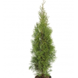 nasiona Żywotnik zachodni Thuja szt5 Fore11