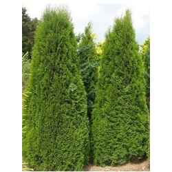 nasiona Żywotnik zachodni Thuja szt5 Fore11
