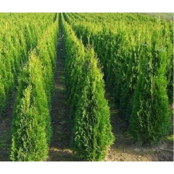 nasiona Żywotnik zachodni Thuja szt5 Fore11